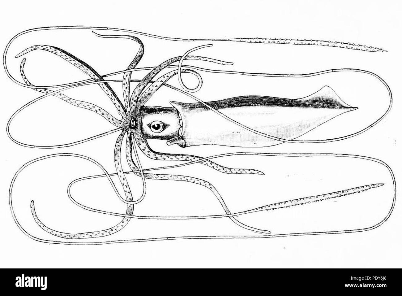 Plaque de 64 longimanus Architeuthis manuel de la Nouvelle-Zélande Mollusca par Henry Suter 2. Banque D'Images