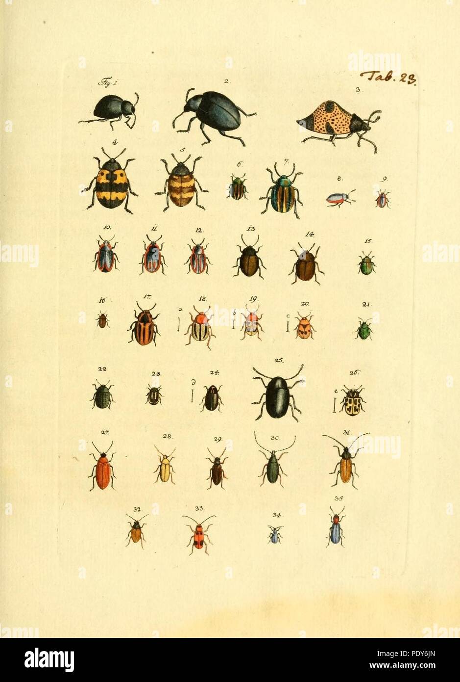 Archiv der Insectengeschichte (tab. 23) Banque D'Images
