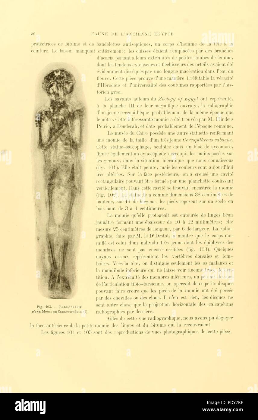 Archives du Muséum d'histoire naturelle de Lyon (page 36) Banque D'Images