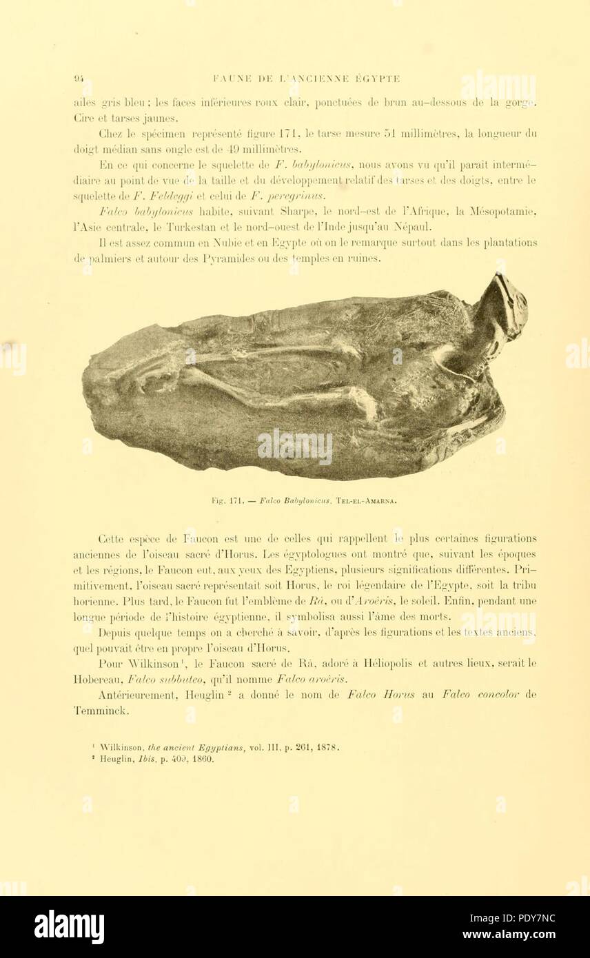Archives du Muséum d'histoire naturelle de Lyon (page 94) Banque D'Images