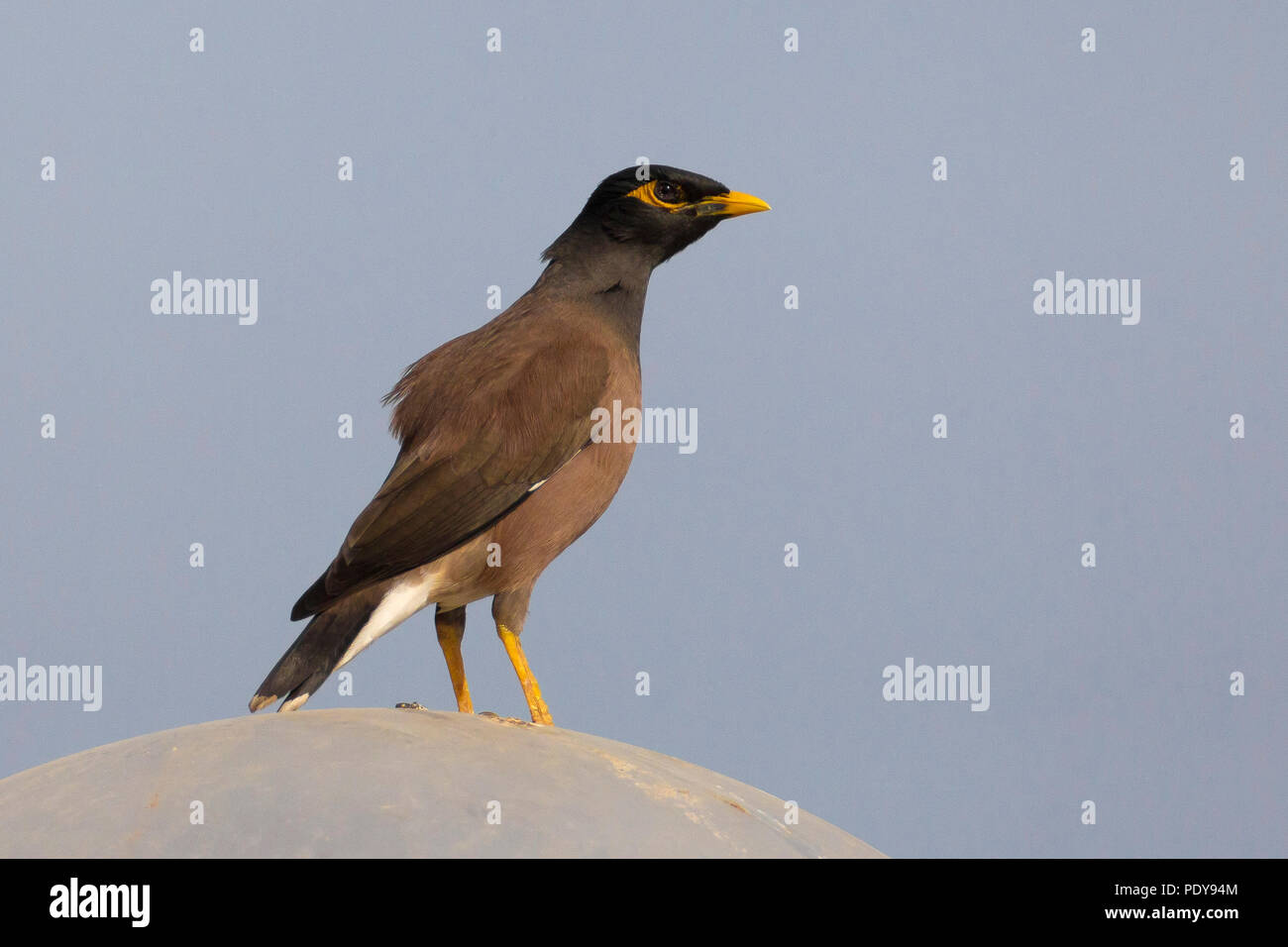 Myna Acridotheres tristis commun ; Banque D'Images