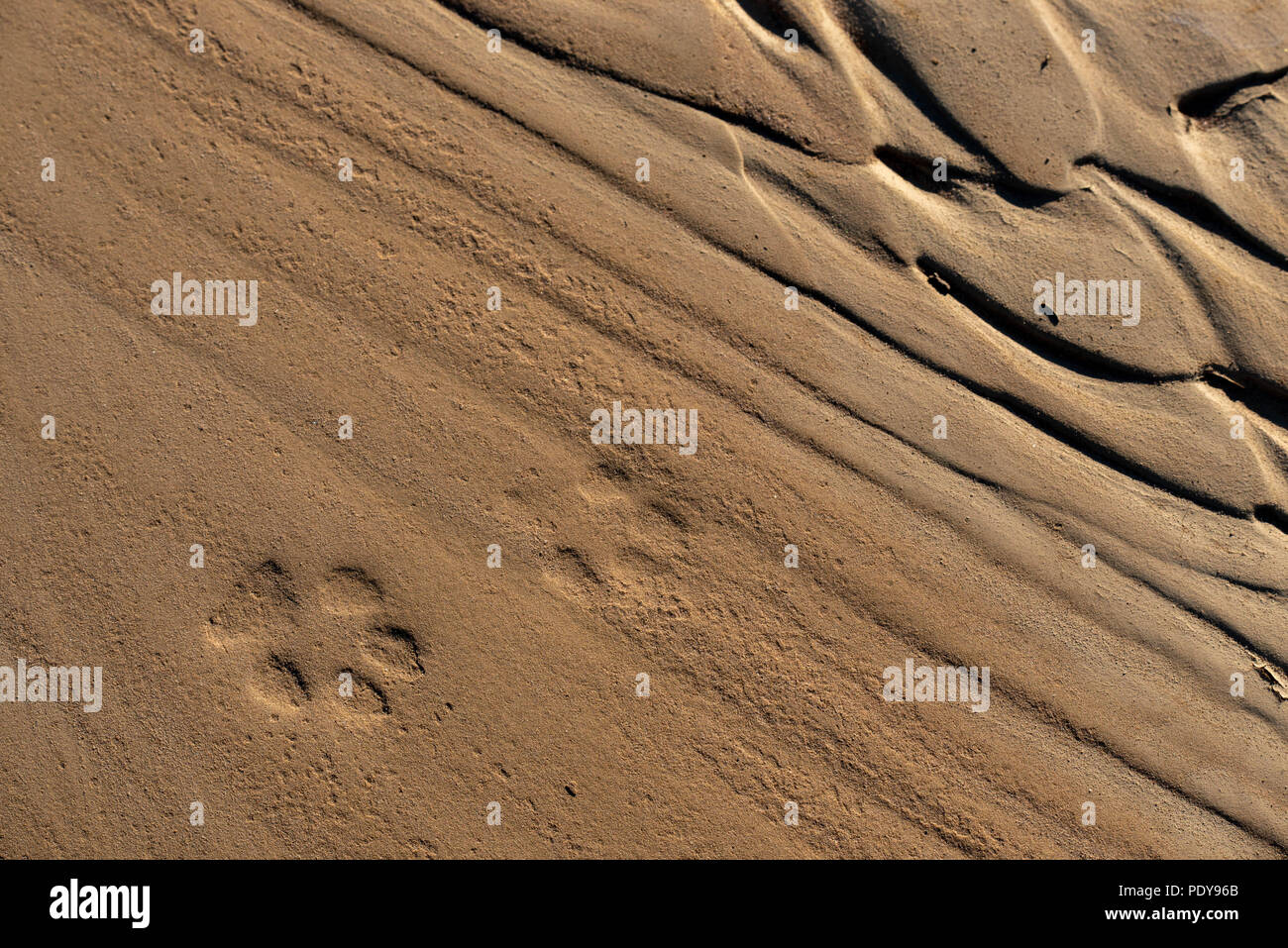 Le Coyote (Canis latrans), des empreintes de pas dans le sable. Wilderness Ojito, New Mexico, USA. Banque D'Images