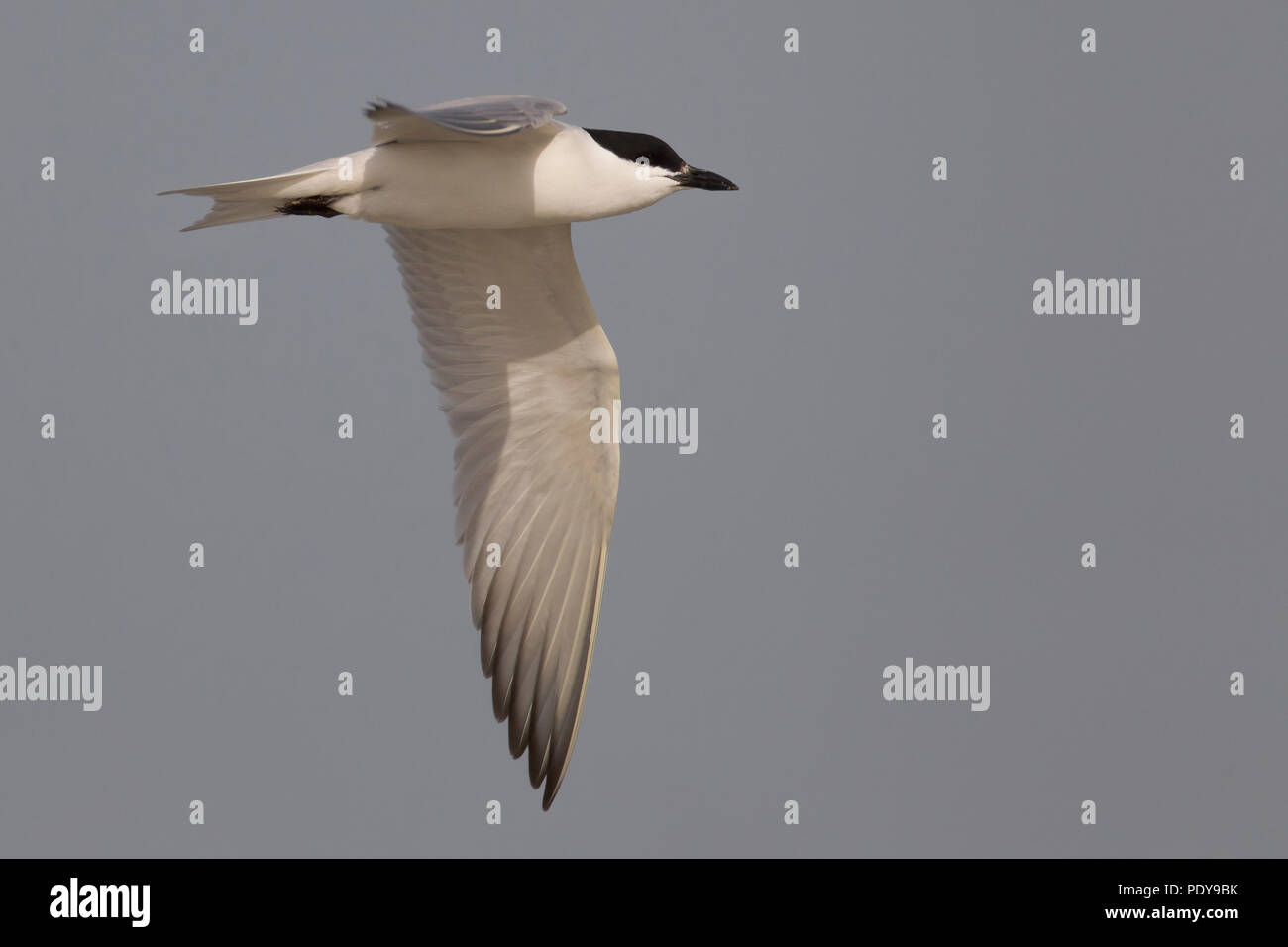 Flying Gull-billed Tern adultes ; Gelochelidon nilotica Banque D'Images