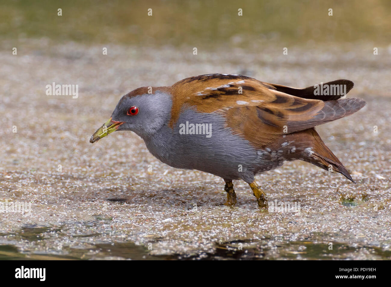 Little Crake Porzana parva ; Banque D'Images