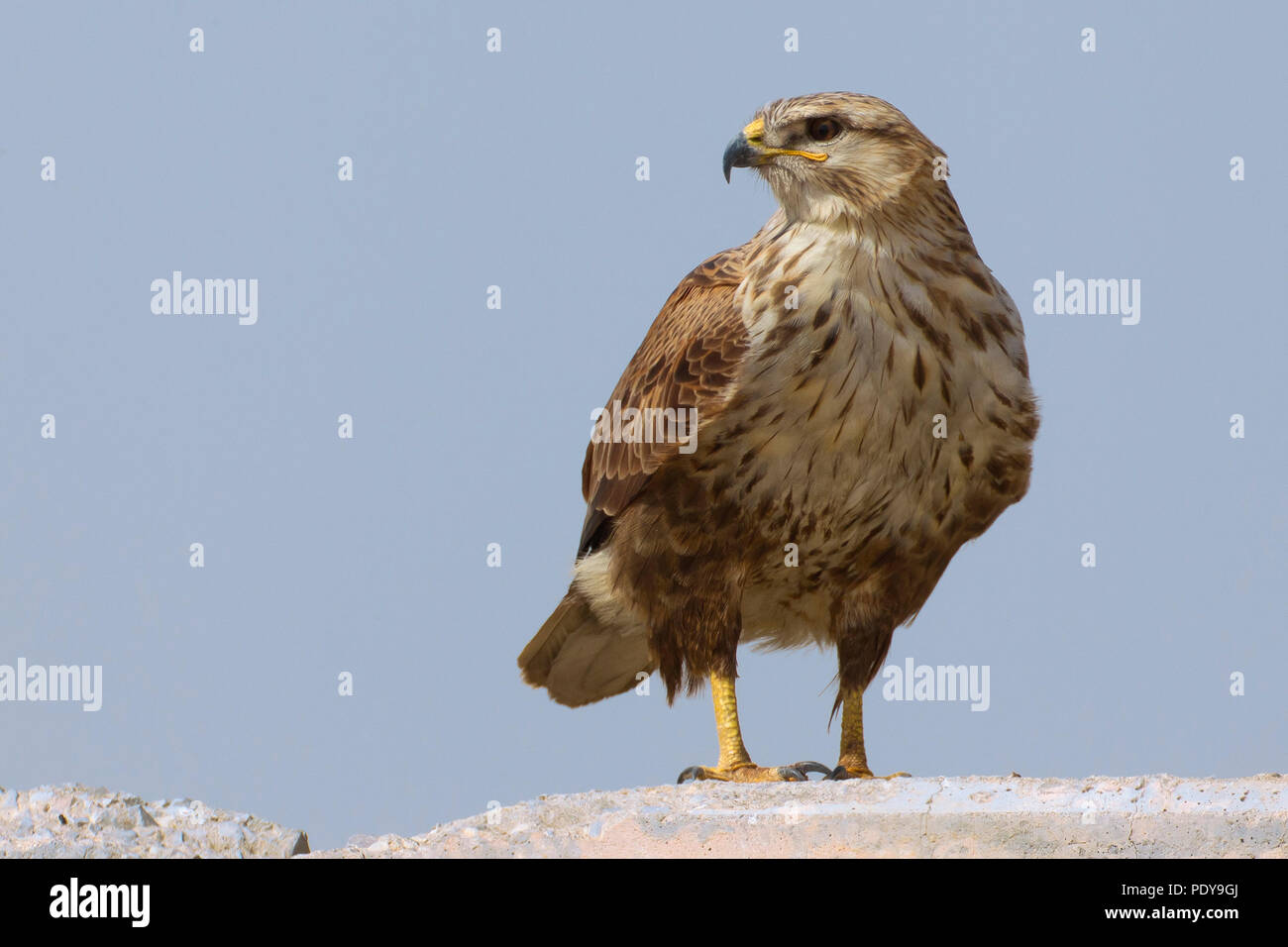Long-legged Buzzard (Buteo rufinus) Banque D'Images