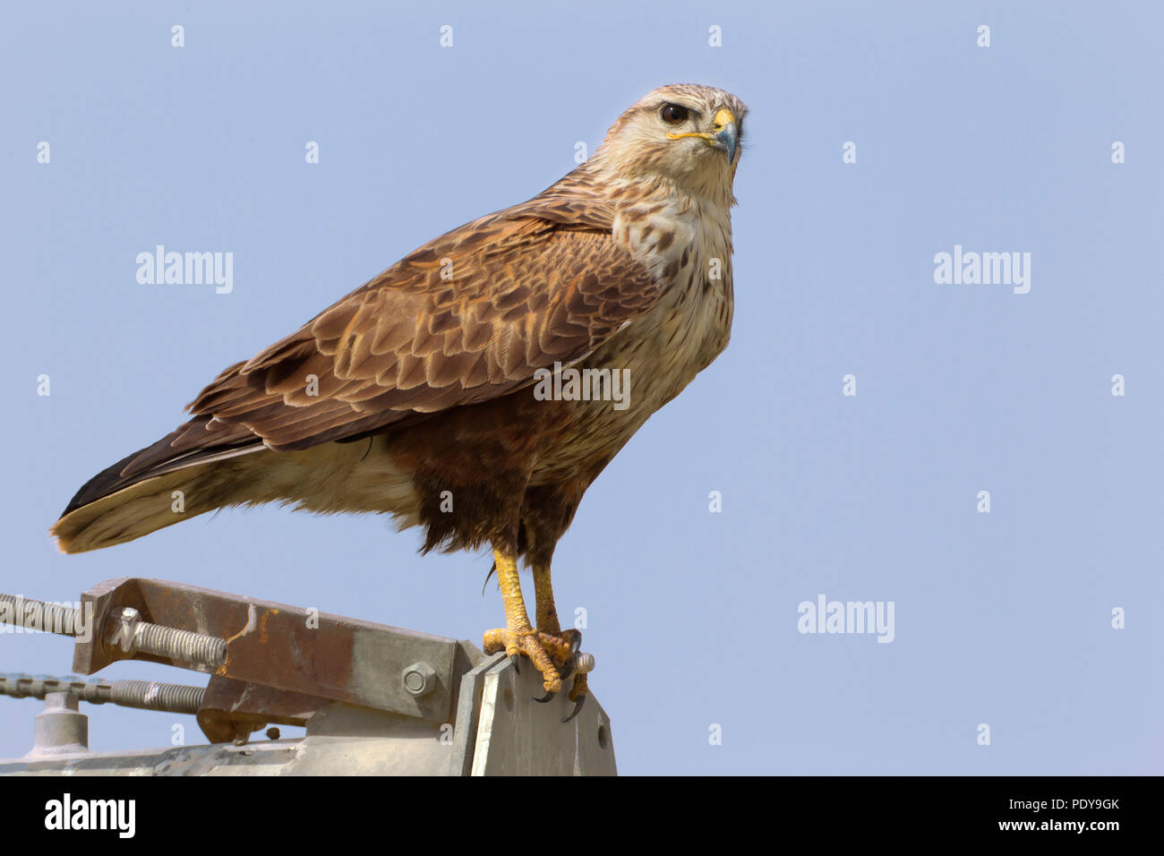 Long-legged Buzzard (Buteo rufinus) Banque D'Images