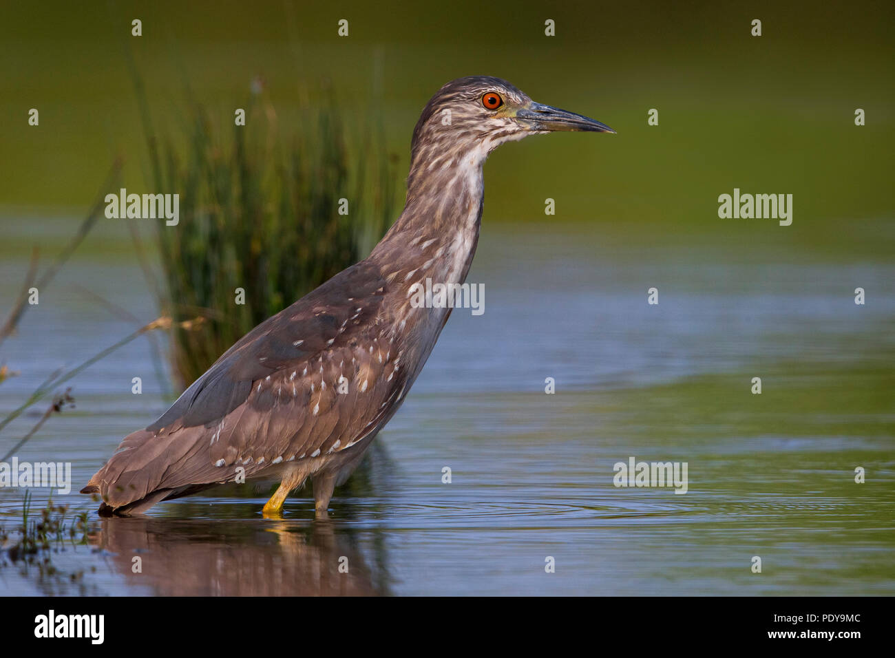 La nuit ; Heron Nycticorax nycticorax Banque D'Images