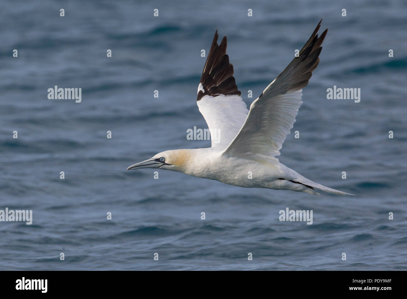 Des profils de Bassan (Sula bassana ; Morus bassanus) flying Banque D'Images