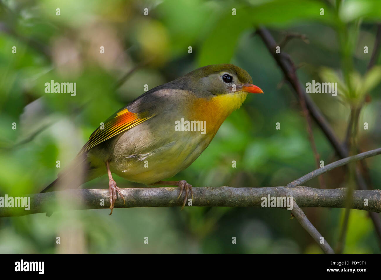 Red-billed Leiothrix ; Leiothrix lutea Banque D'Images