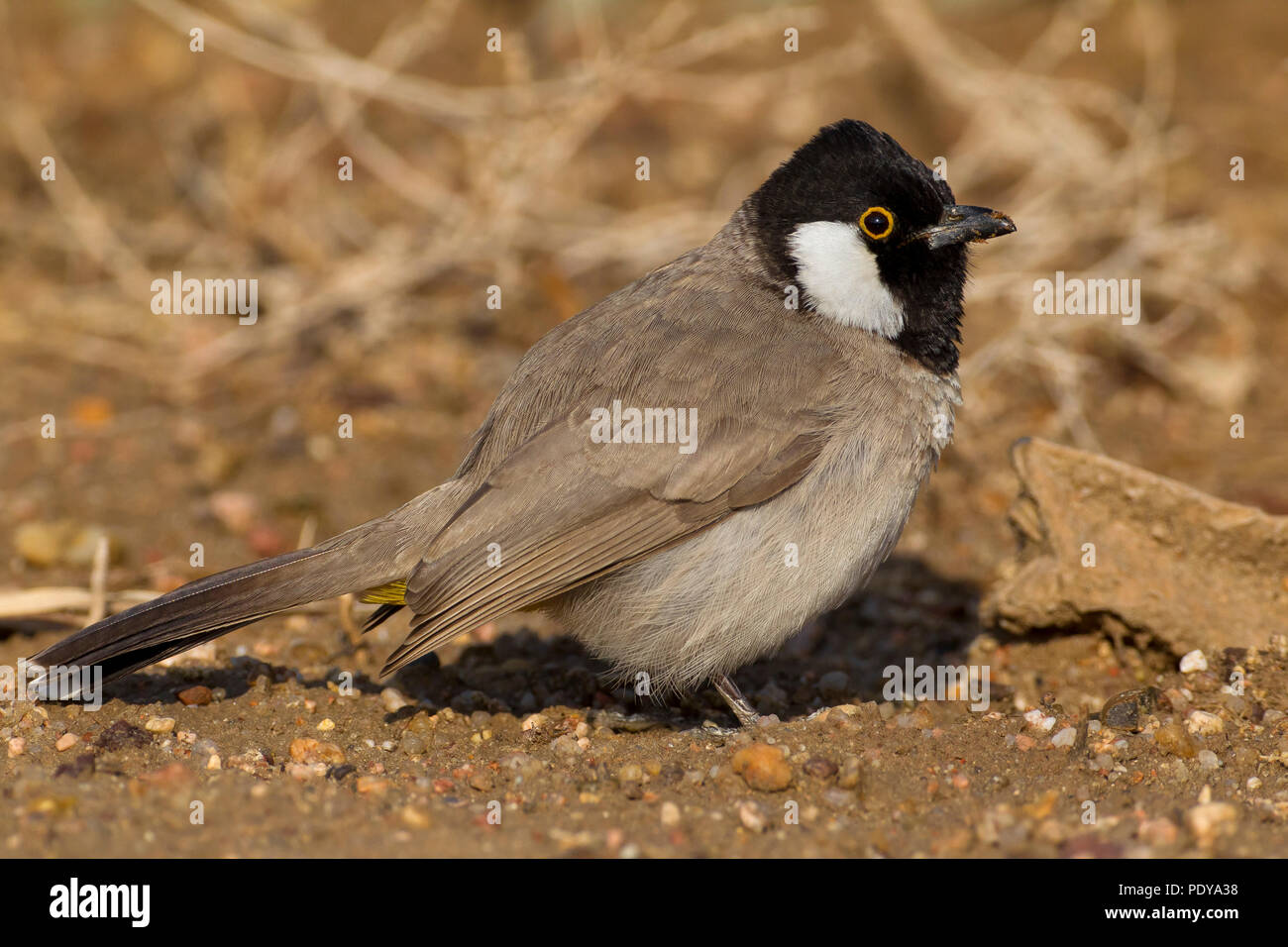 White-eared Bulbul (Pycnonotus leucotis) Banque D'Images