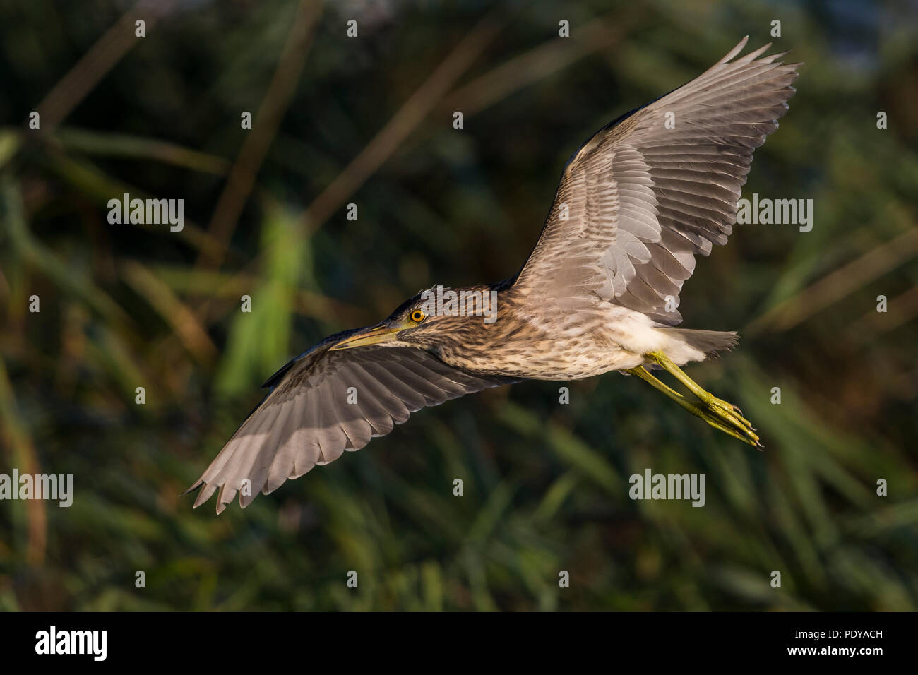 Nuit en vol ; Heron Nycticorax nycticorax Banque D'Images