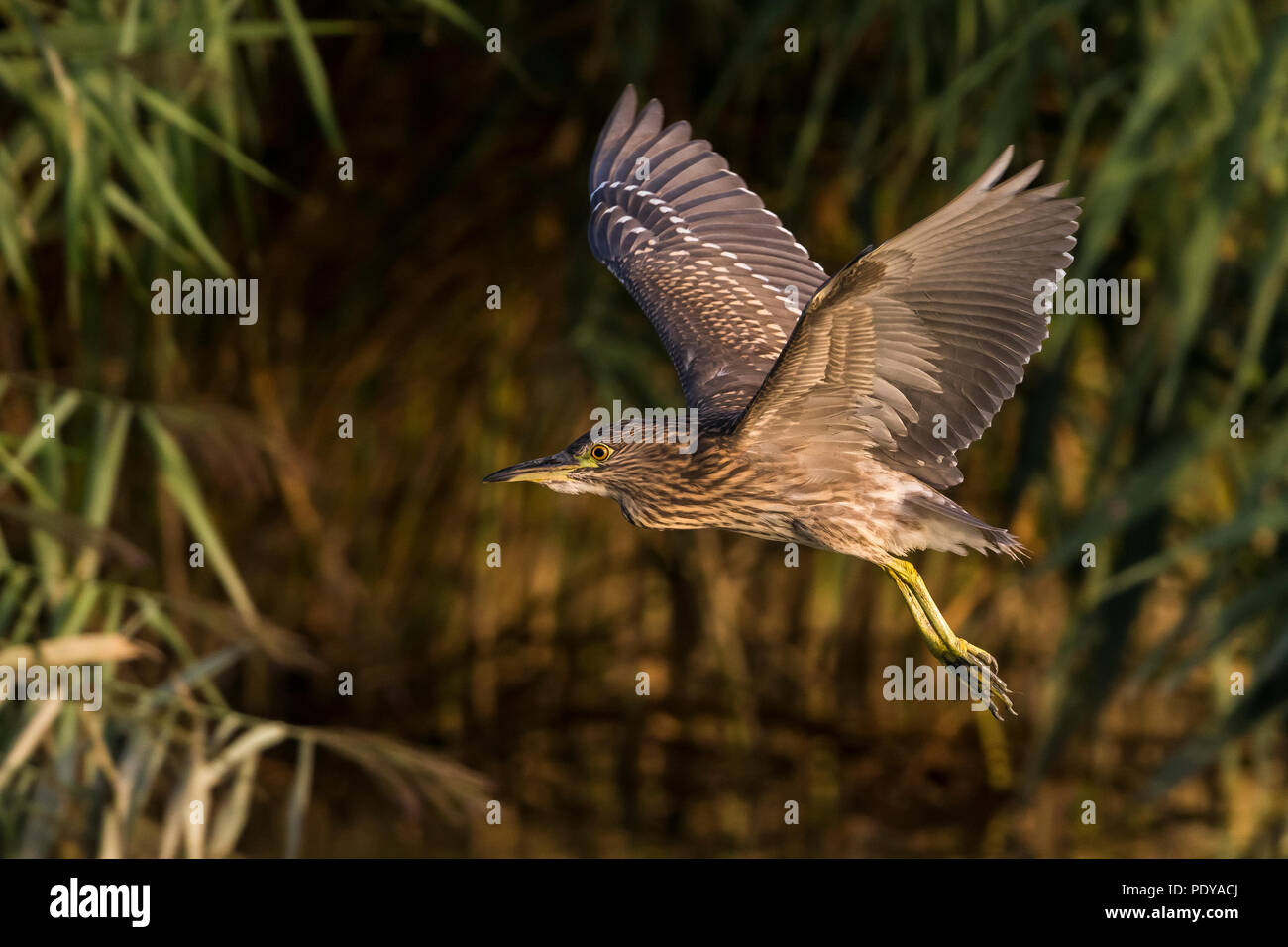 Nuit en vol ; Heron Nycticorax nycticorax Banque D'Images