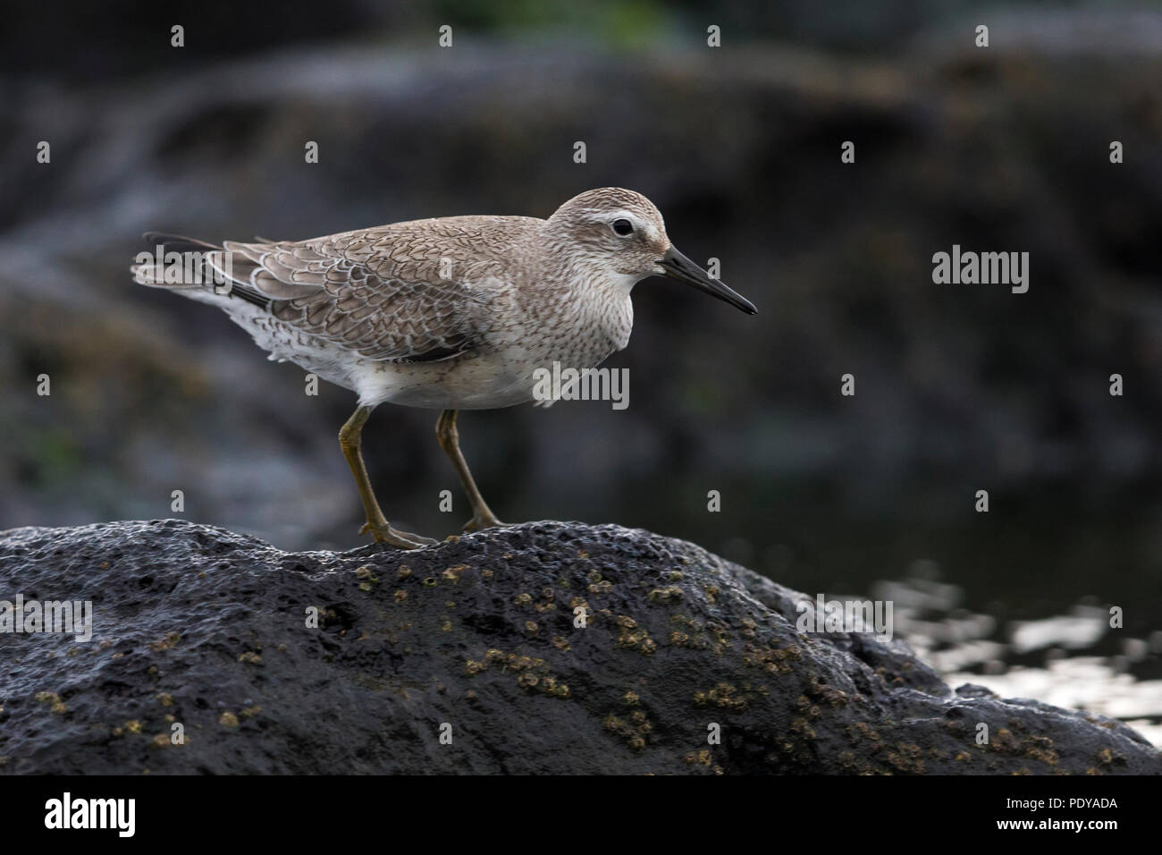 Les non-nuptiale Bécasseau maubèche (Calidris canutus) sur une rive sombre Banque D'Images