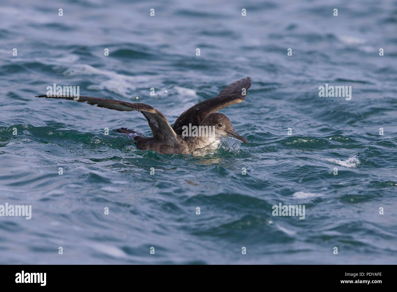 Puffin des Baléares Puffinus mauretanicus ; Banque D'Images