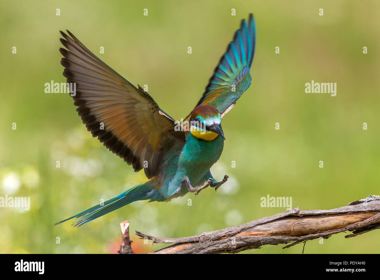 Guêpier d'Europe (Merops apiaster) flying Banque D'Images