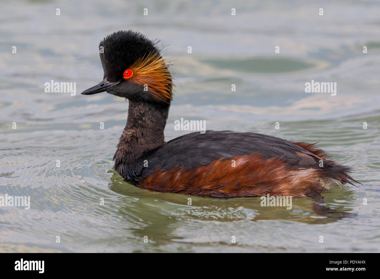 Grèbe à cou noir Podiceps nigricollis ; Banque D'Images