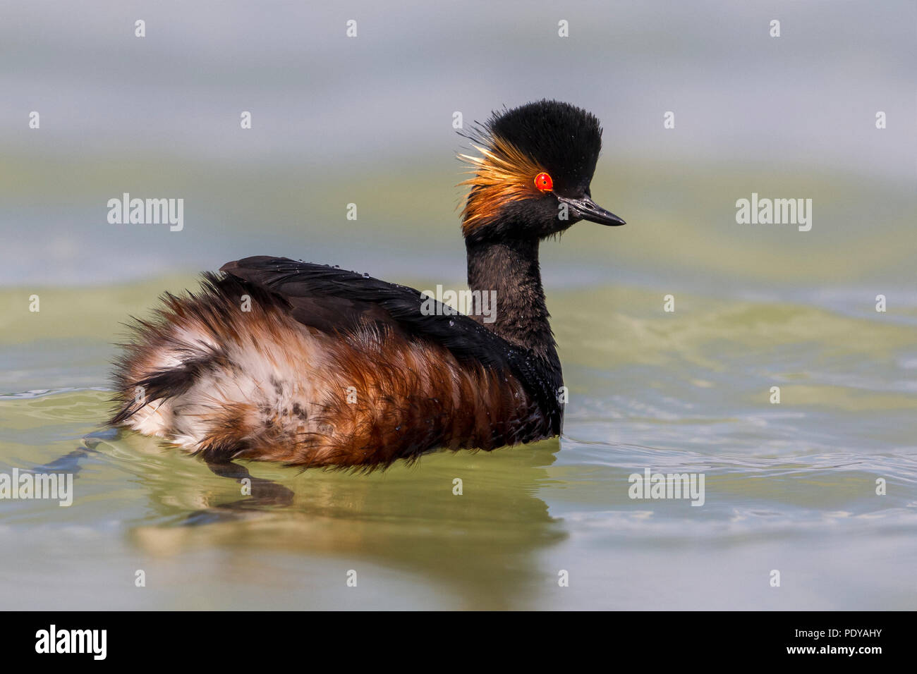 Grèbe à cou noir Podiceps nigricollis ; Banque D'Images