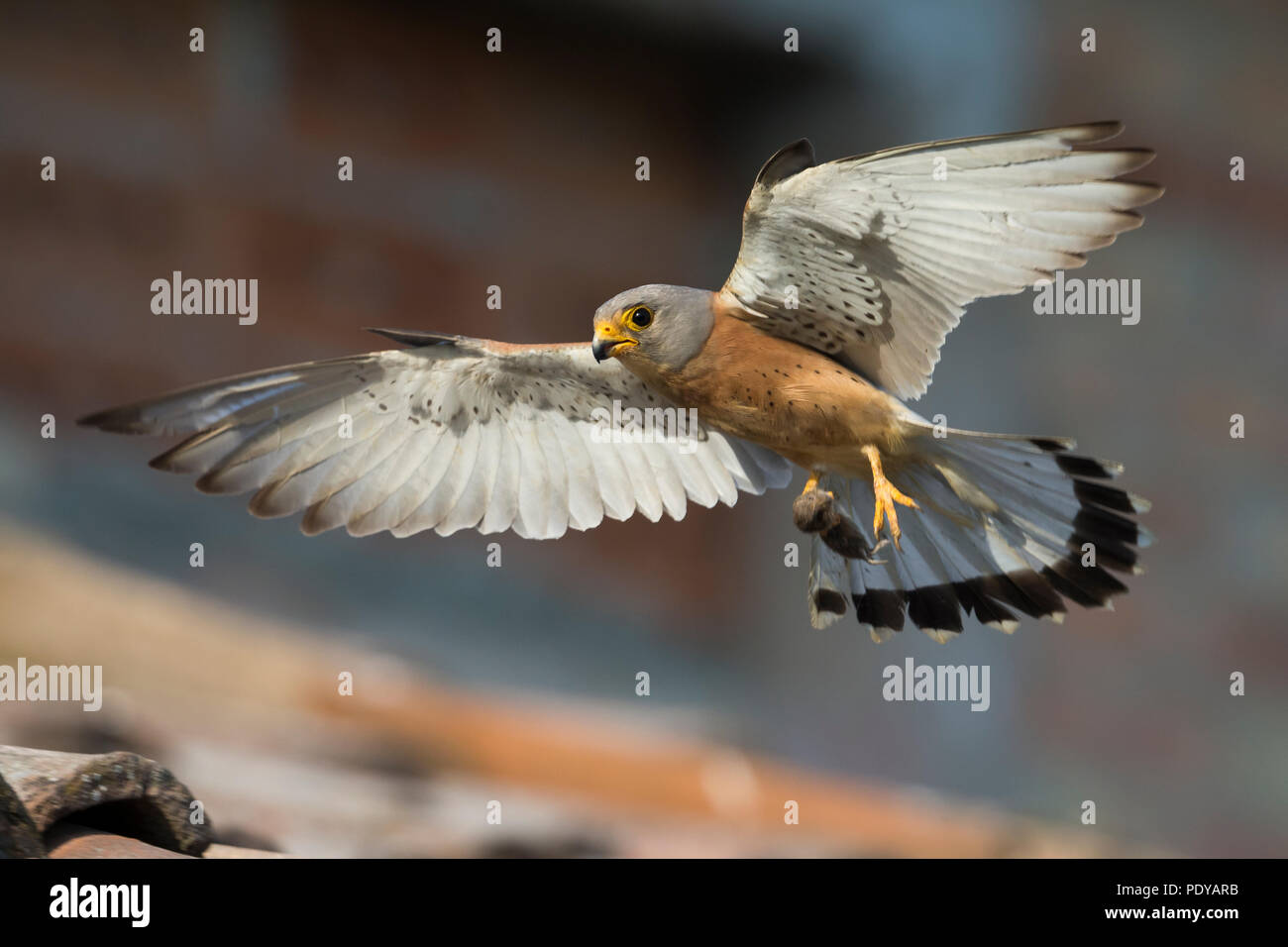 Flying Faucon crécerellette (Falco naumanni) Banque D'Images