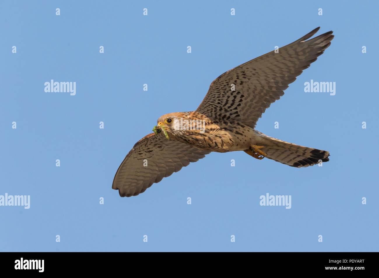 Flying Faucon crécerellette (Falco naumanni) Banque D'Images