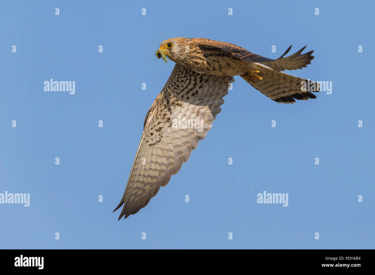 Flying Faucon crécerellette (Falco naumanni) Banque D'Images