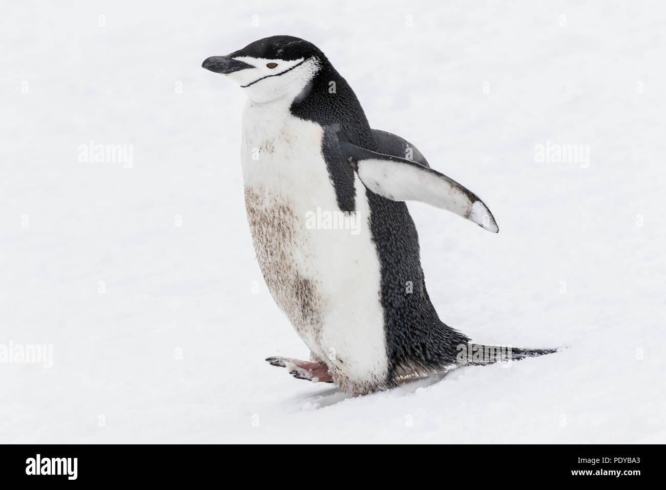 Lone jugulaire penguin marcher dans la neige Banque D'Images