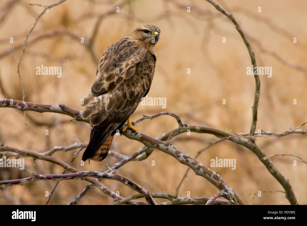 Un Steppebuizerd gecamoufleerd bard'op op een tak. Un Buzzerd Steppe étant à l'affût camouflé sur une branche. Banque D'Images