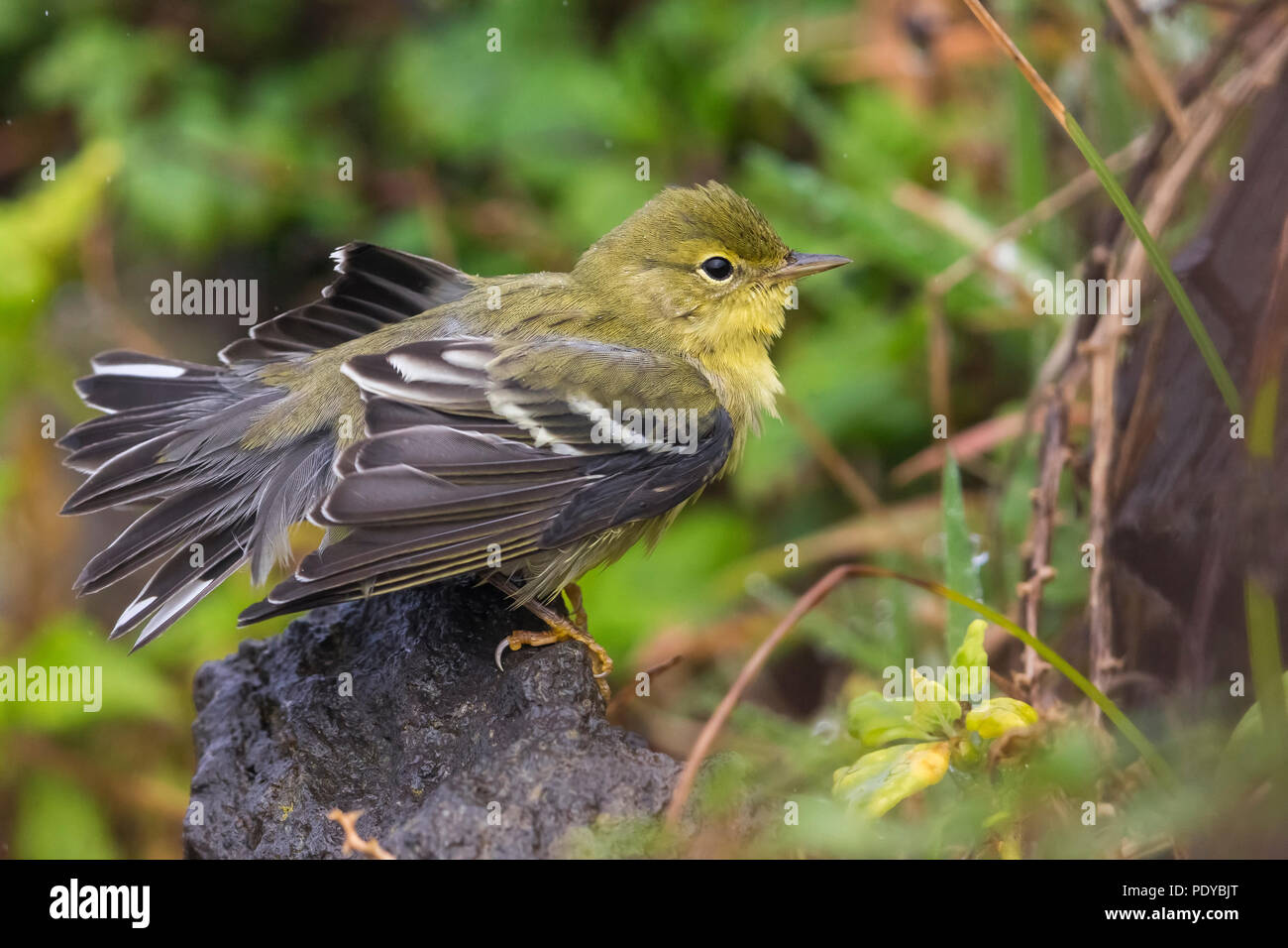 Paruline rayée (Dendroica striata) sous la pluie Banque D'Images