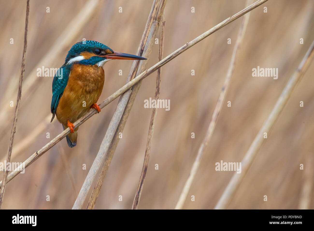 Kingfisher Alcedo atthis commun ; Banque D'Images