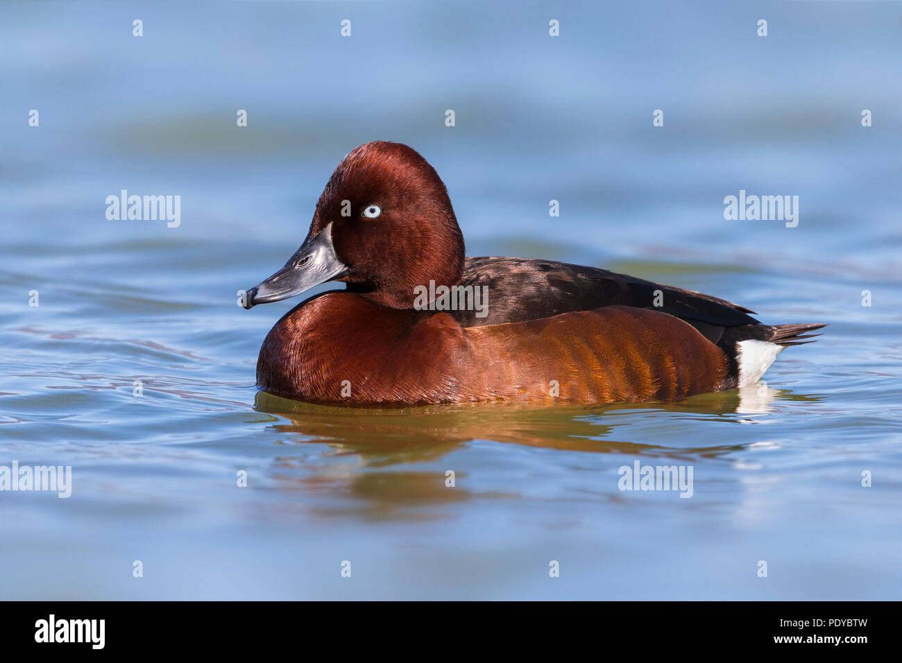 Homme natation nyroca (Aythya nyroca) ; Banque D'Images