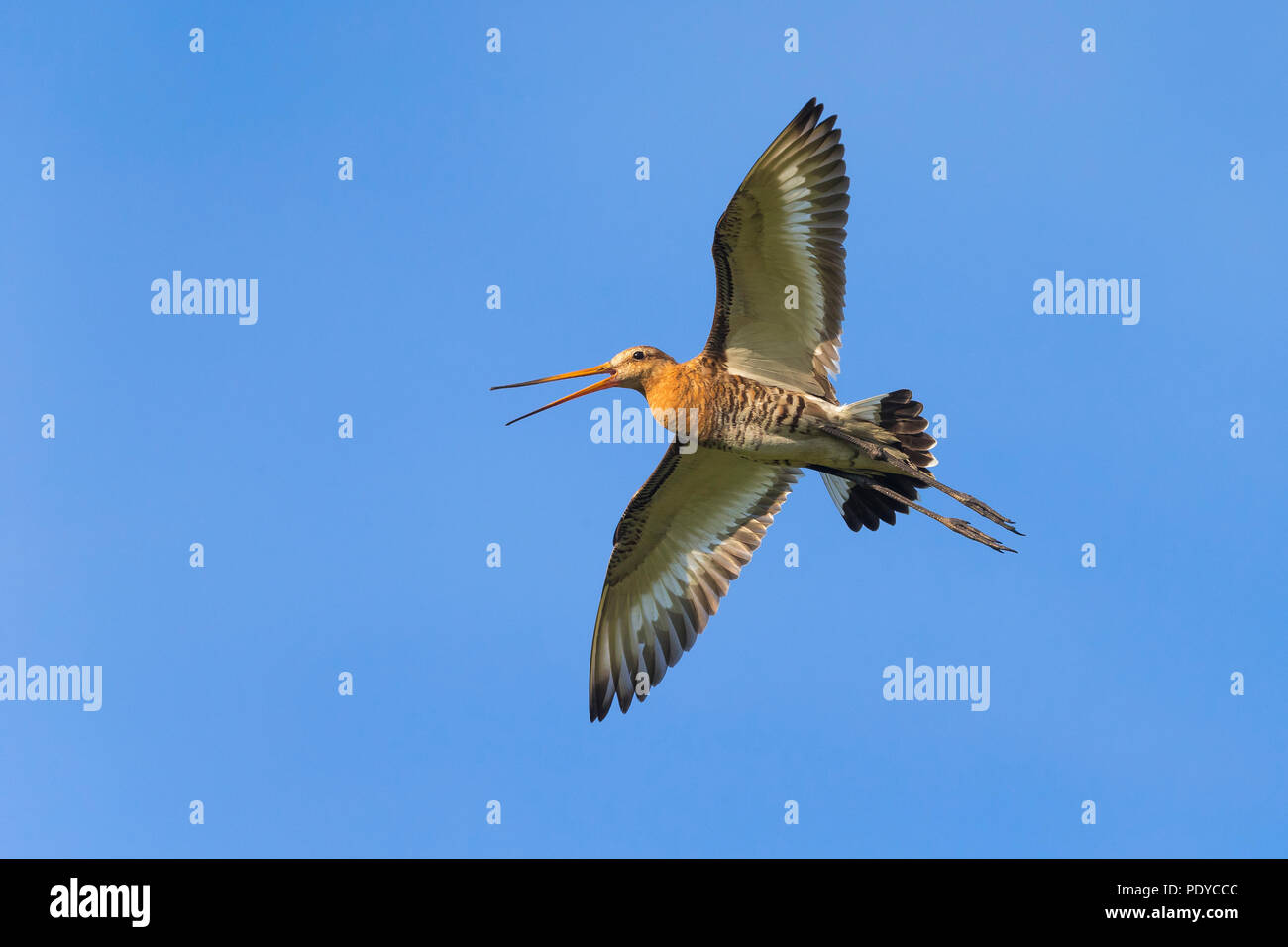 Barge à queue noire (Limosa limosa) flying Banque D'Images