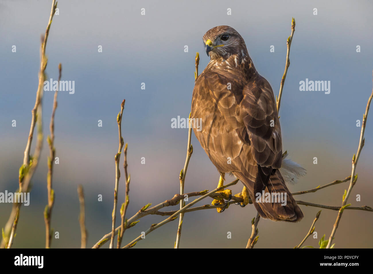 Buse variable Buteo buteo ; Banque D'Images