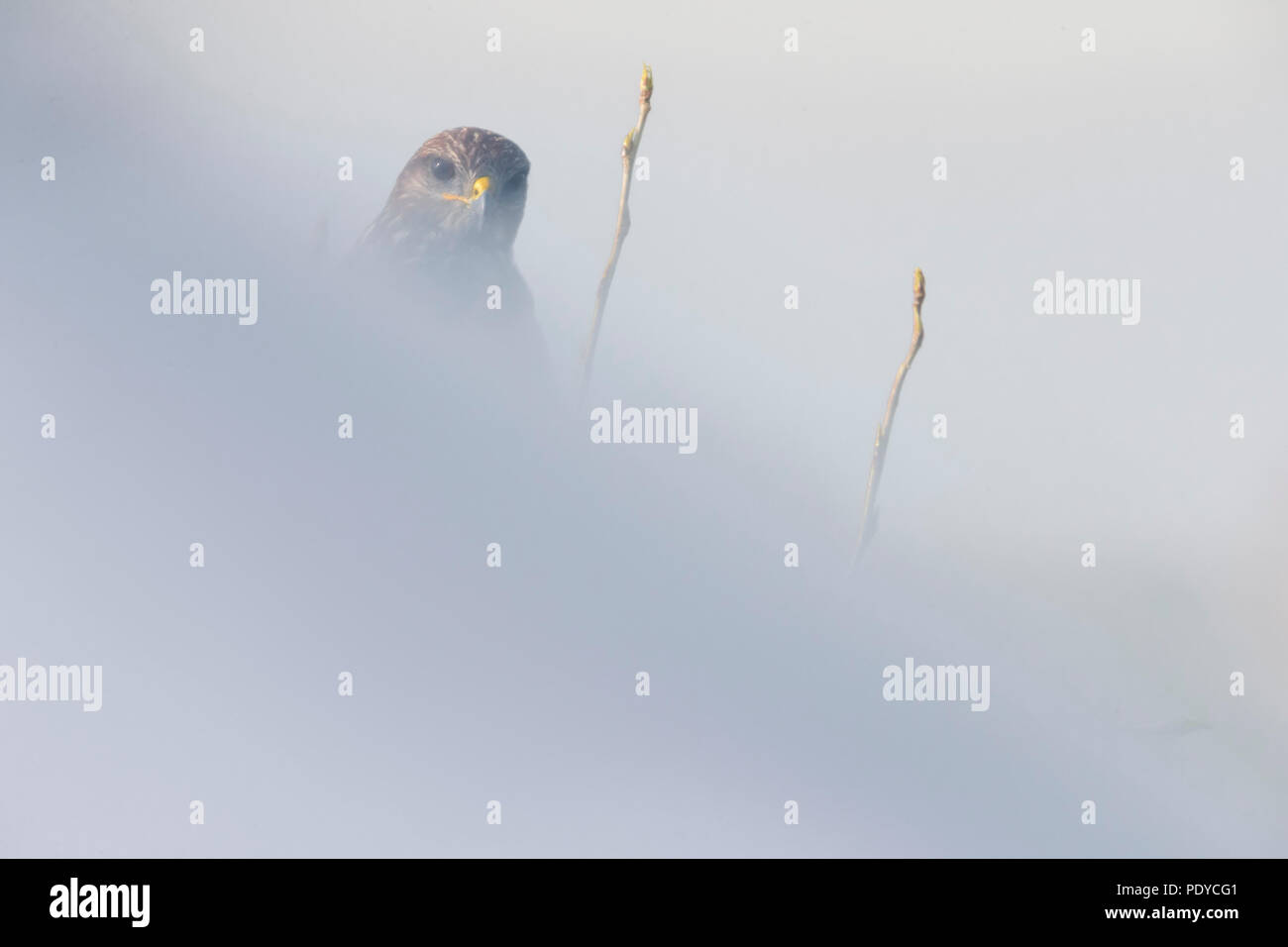 Buse variable Buteo buteo ; Banque D'Images