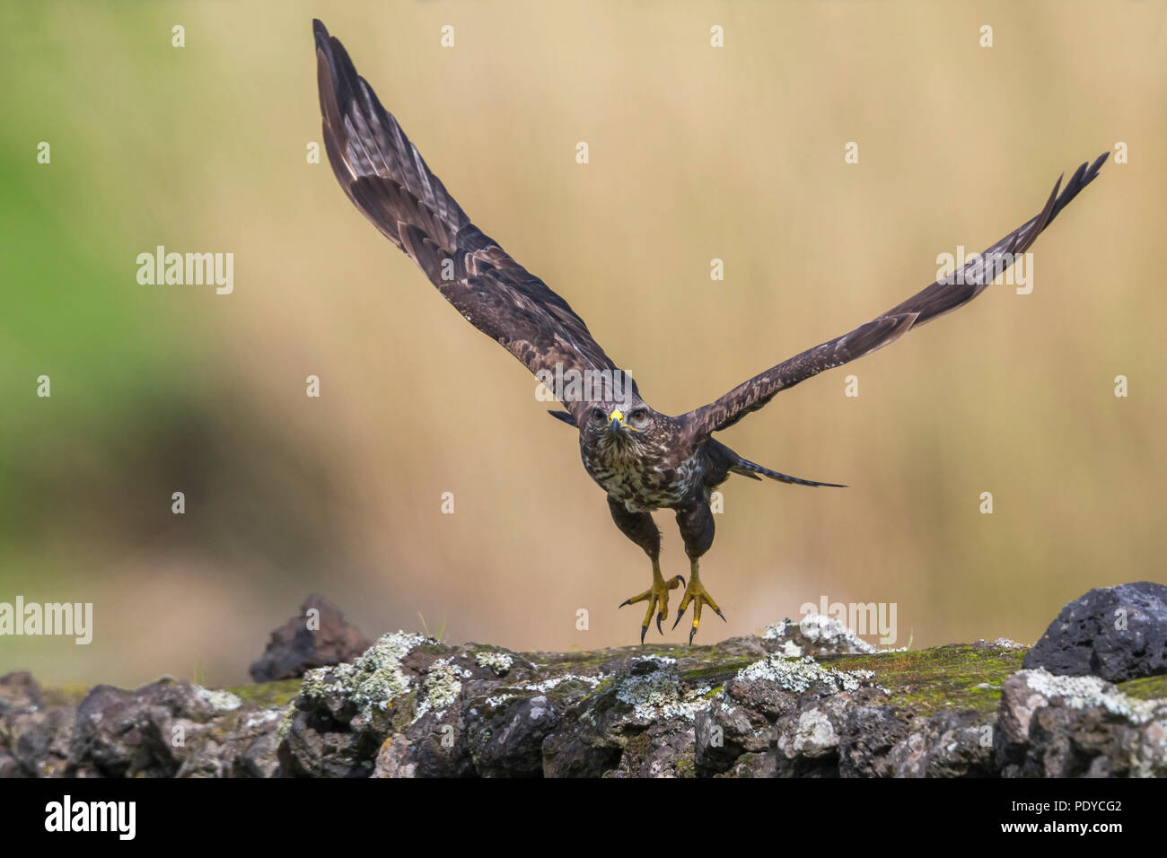 Açores vol ; Buse variable Buteo buteo rothschildi Banque D'Images