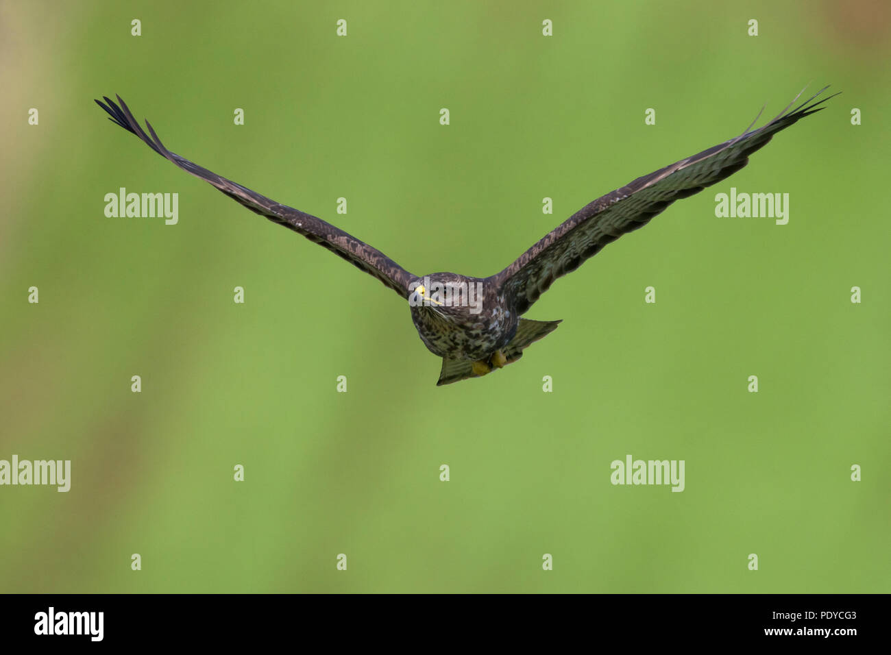 Açores vol ; Buse variable Buteo buteo rothschildi Banque D'Images