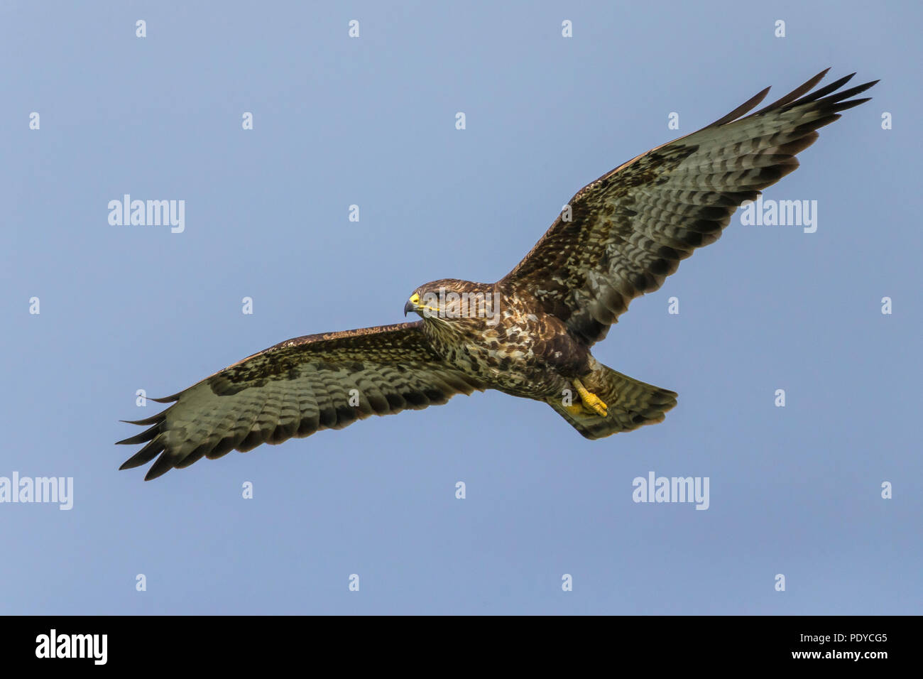 Açores vol ; Buse variable Buteo buteo rothschildi Banque D'Images
