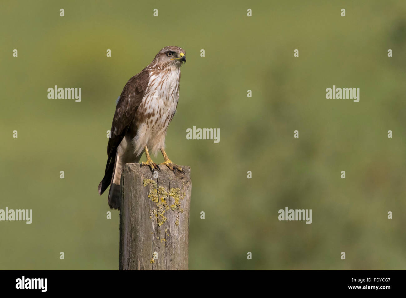 Buse variable Buteo buteo ; Banque D'Images
