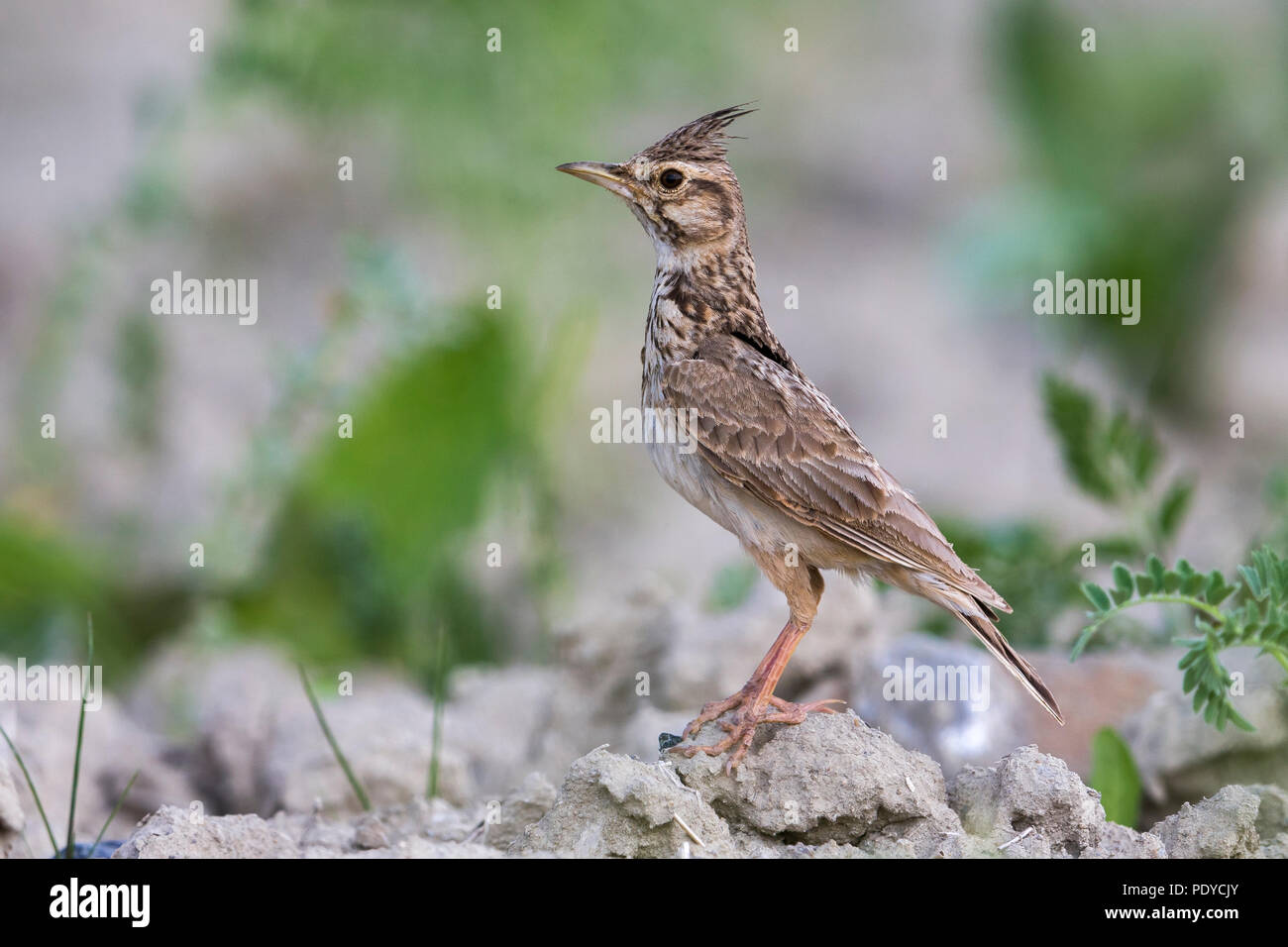 Galerida cristata Crested Lark ; Banque D'Images