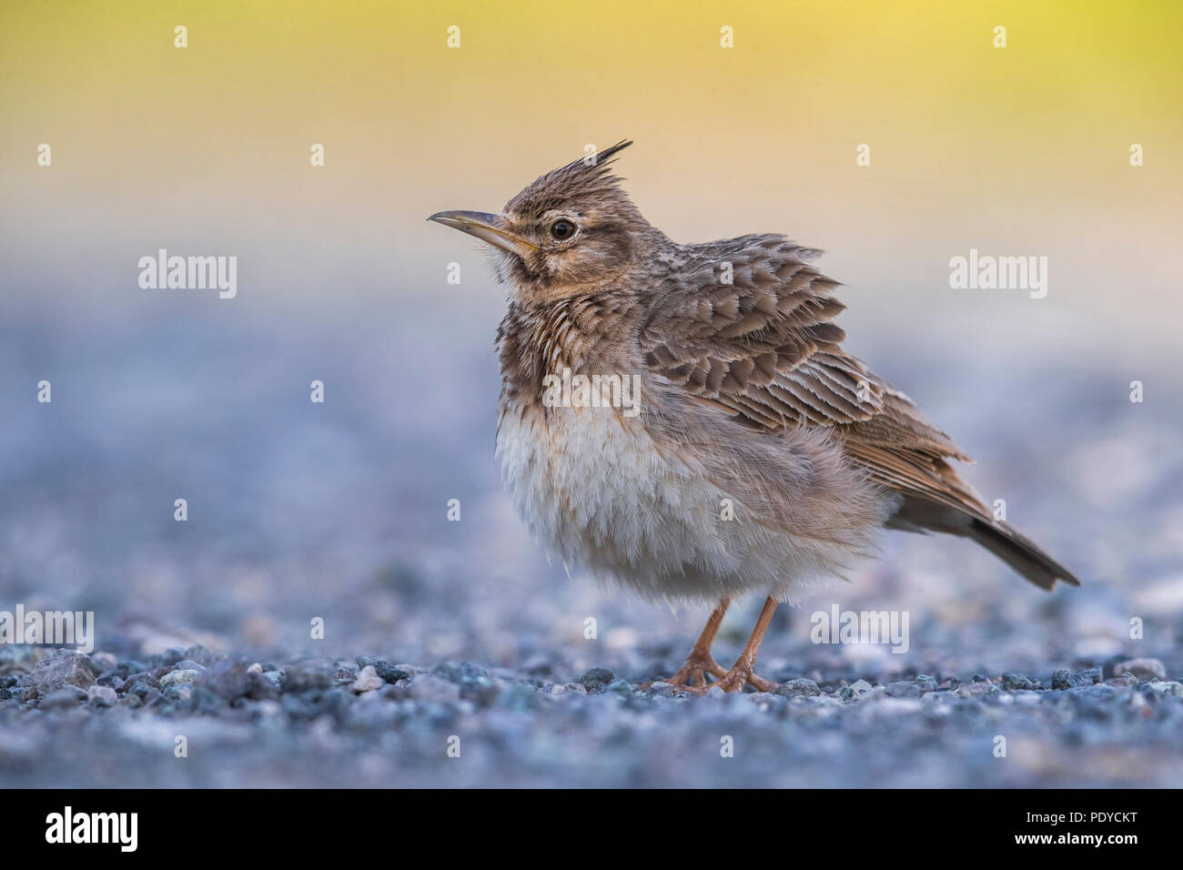 Galerida cristata Crested Lark ; Banque D'Images