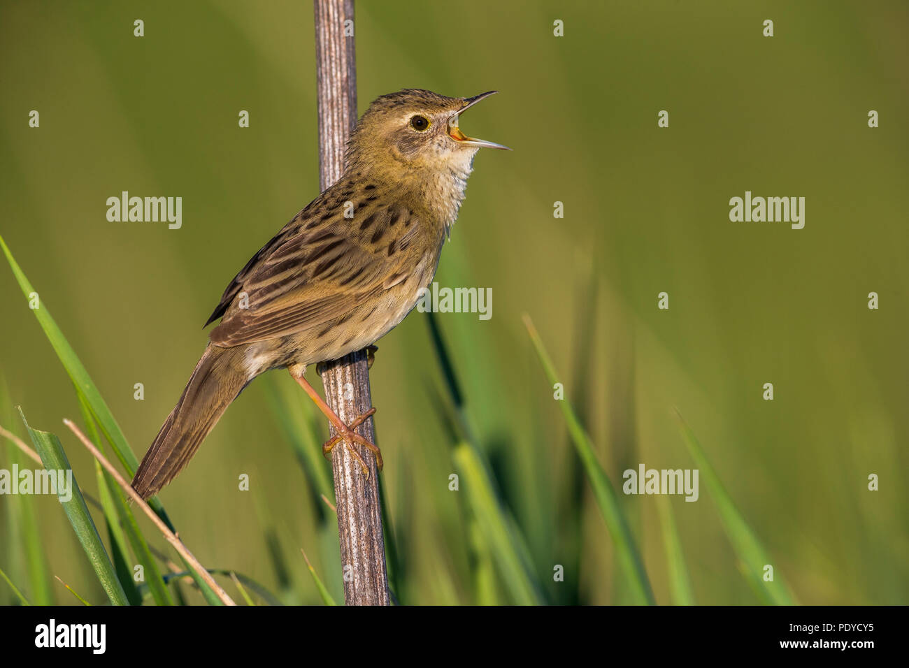 Sous-espèce orientale de Grasshopper Warbler ; Locustella naevia straminea Banque D'Images