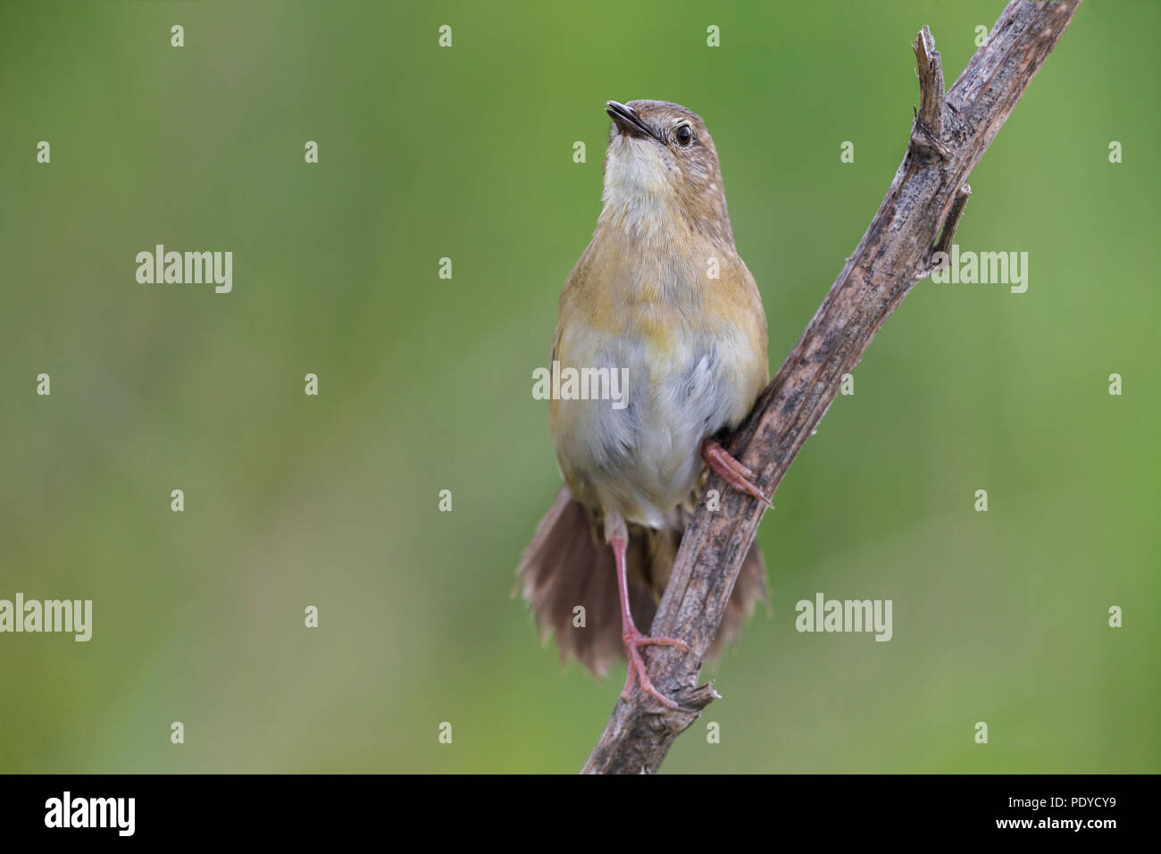 Sous-espèce orientale de Grasshopper Warbler ; Locustella naevia straminea Banque D'Images