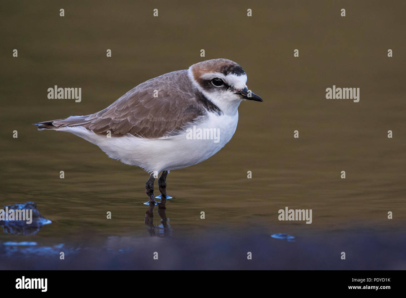 Gravelot Charadrius alexandrinus ; Banque D'Images