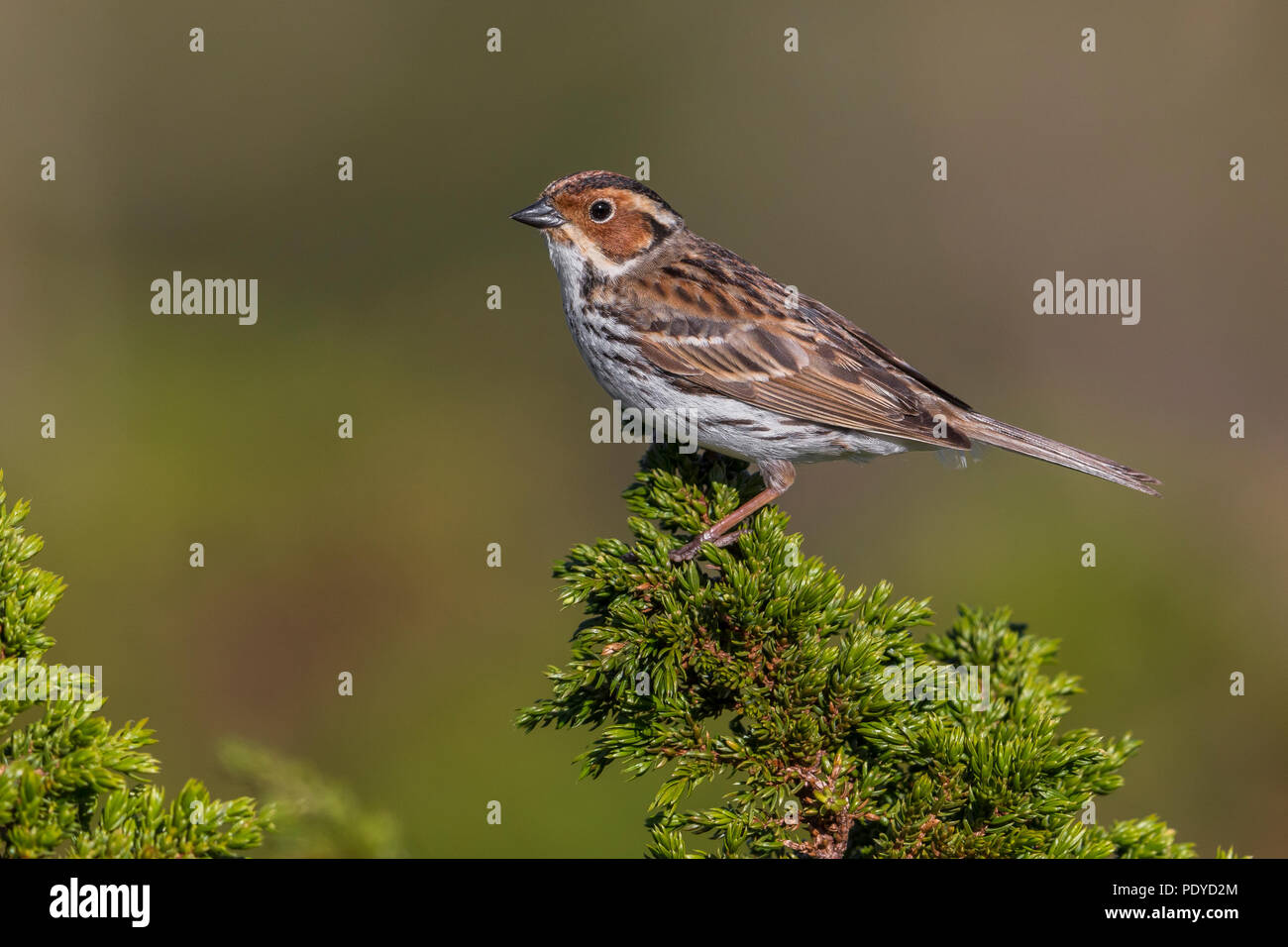 Little Bunting Emberiza pusilla ; Banque D'Images