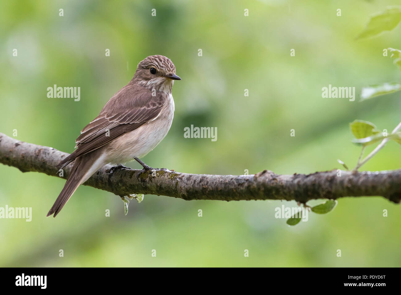 Spotted Flycatcher Muscicapa striata ; Banque D'Images
