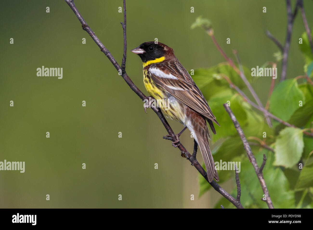 Jaune-breasted Bunting mâle ; Emberiza aureola Banque D'Images