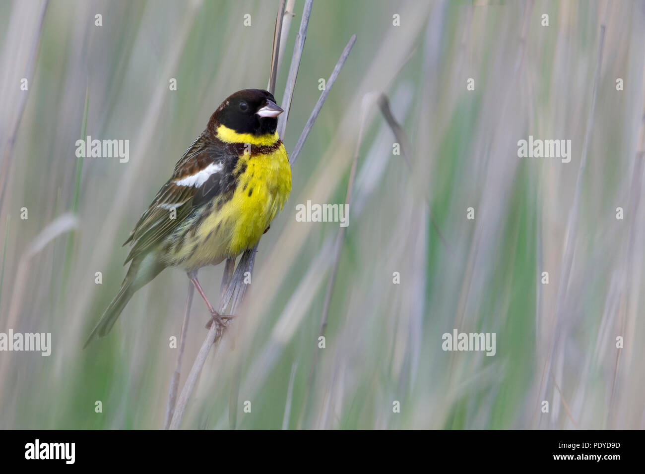 Jaune-breasted Bunting mâle ; Emberiza aureola Banque D'Images