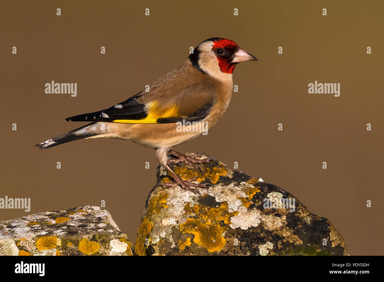 Eurasian Goldfinch Carduelis carduelis ; Banque D'Images