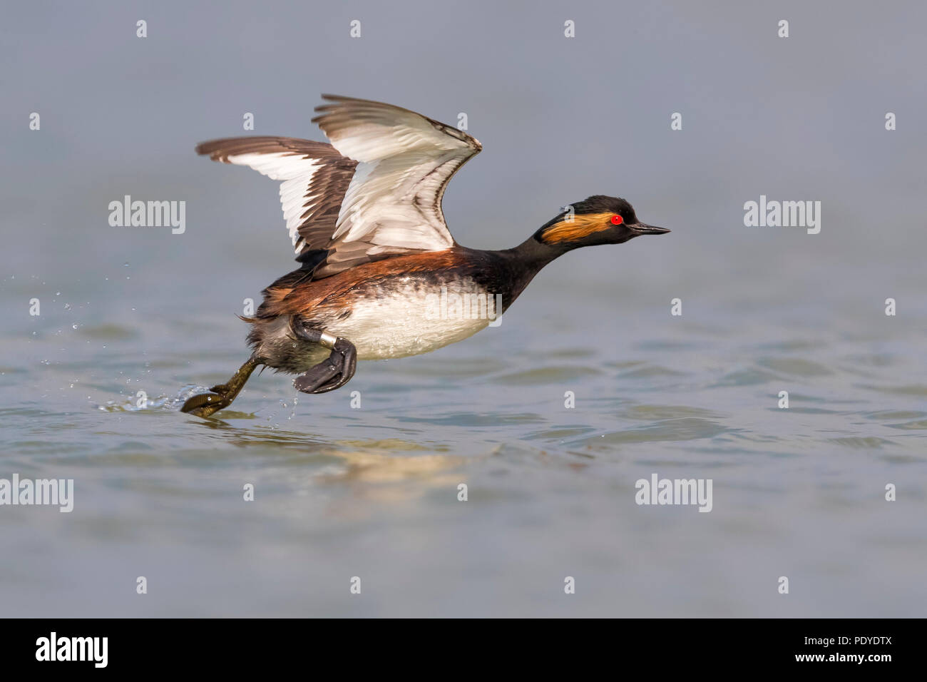 Grèbe à cou noir Podiceps nigricollis ; Banque D'Images