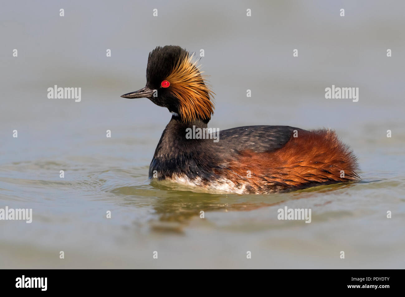 Grèbe à cou noir Podiceps nigricollis ; Banque D'Images