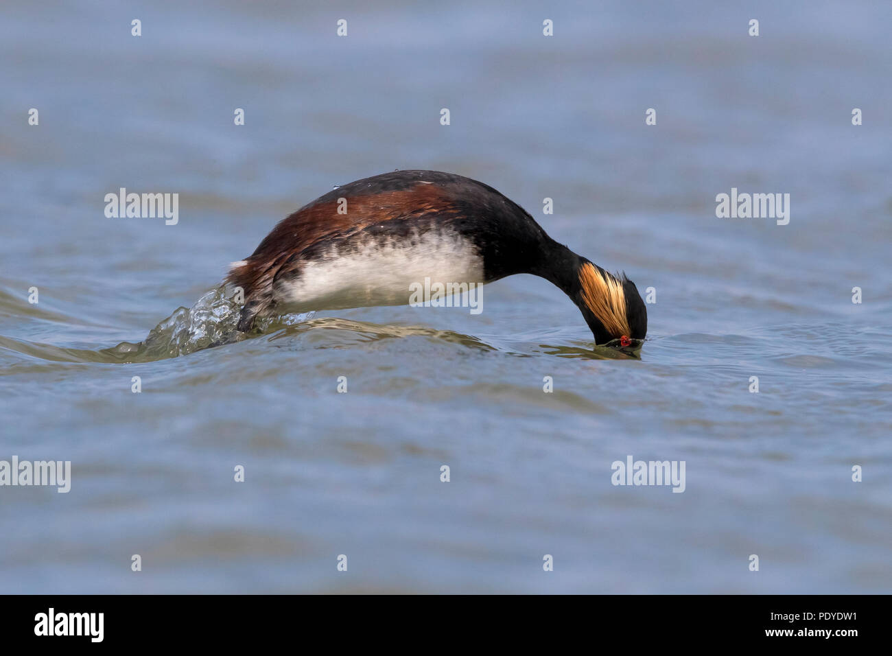 Grèbe à cou noir Podiceps nigricollis ; Banque D'Images