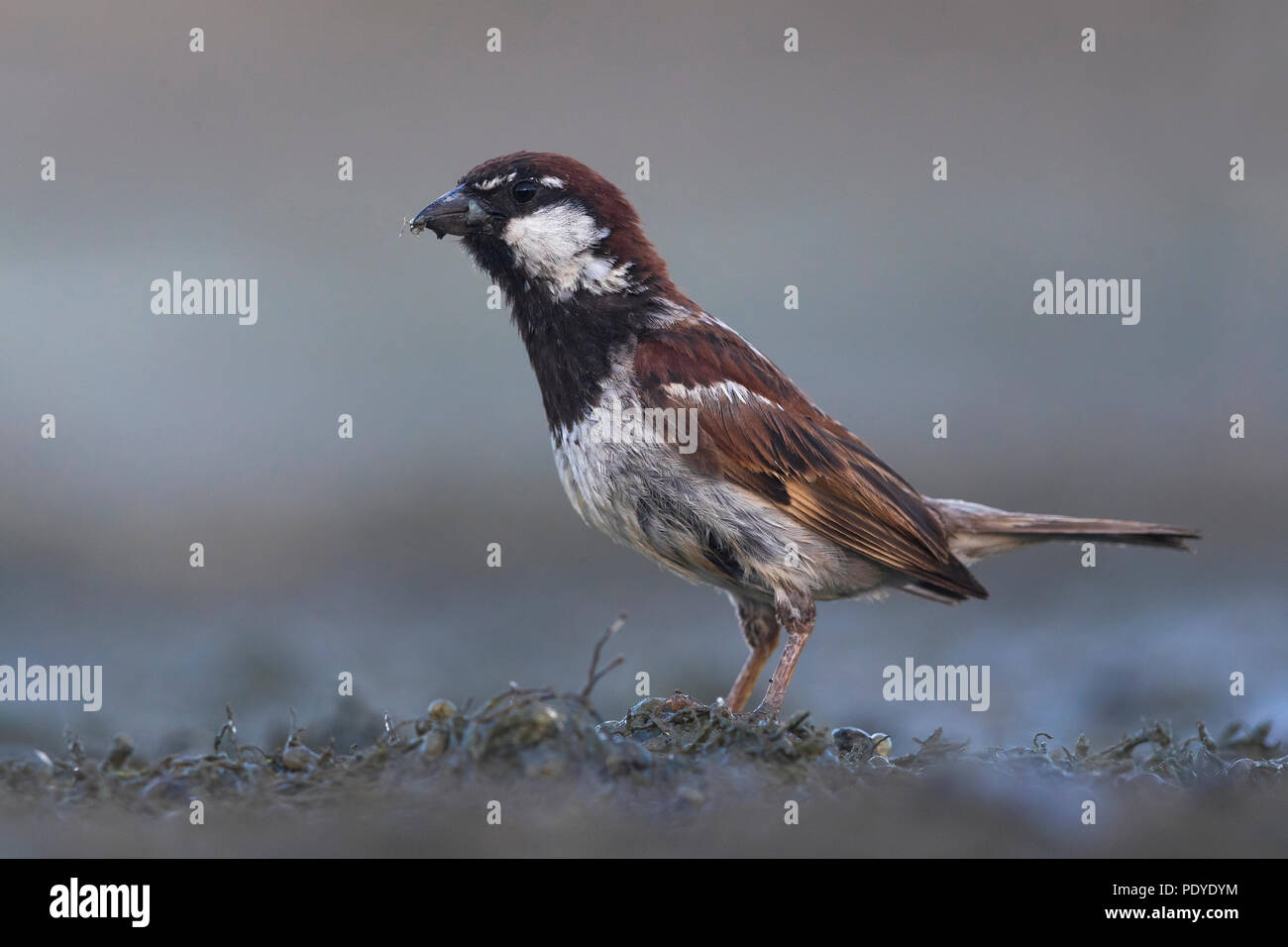 Italian Sparrow ; Passer italiae Banque D'Images